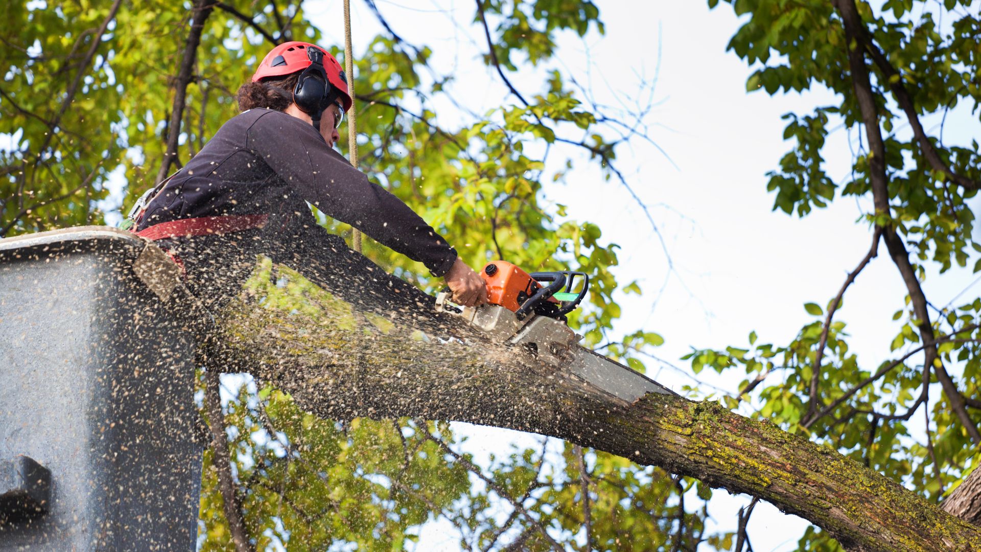 tree removal